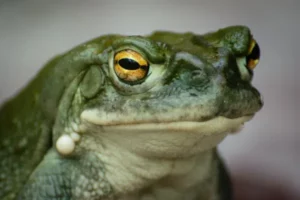 close-up frog