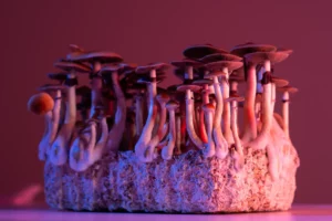 rectangle of mushroom growth